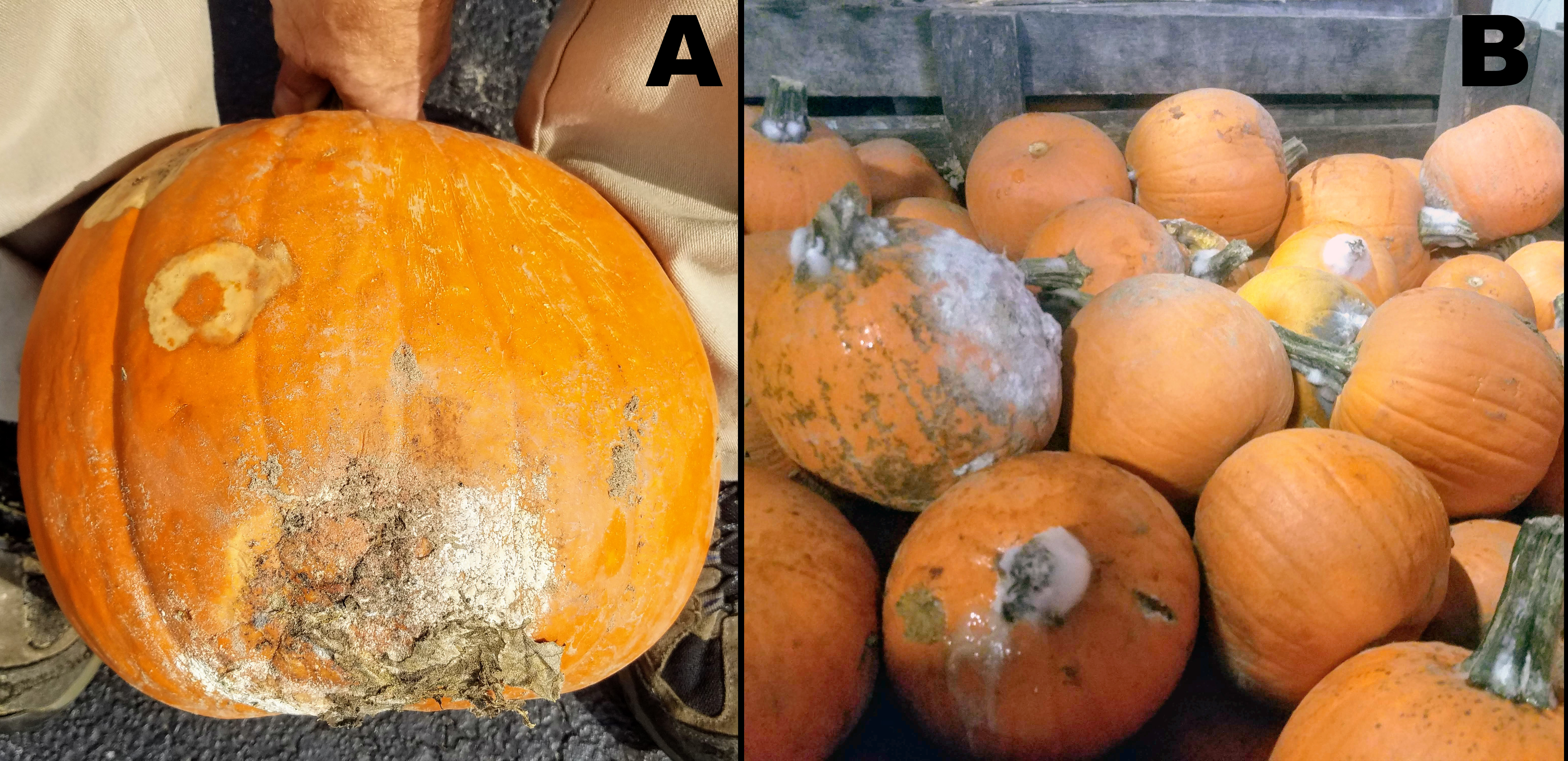 Rot on pumpkins